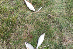 IMG-20251011-WA0264