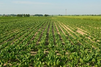 Europejscy partnerzy o kwotach produkcyjnych w cukrownictwie