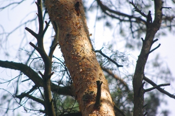 „Solidarność” ostrzega przed prywatyzacją lasów